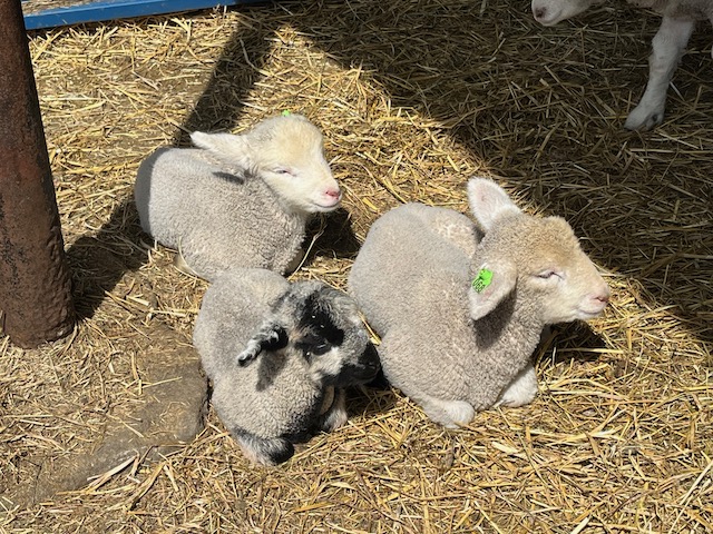 baby lambs