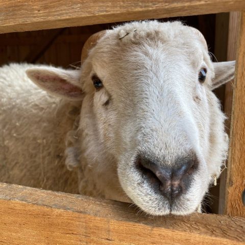 COGGESHALL FARM SHEEP & WOOL FESTIVAL